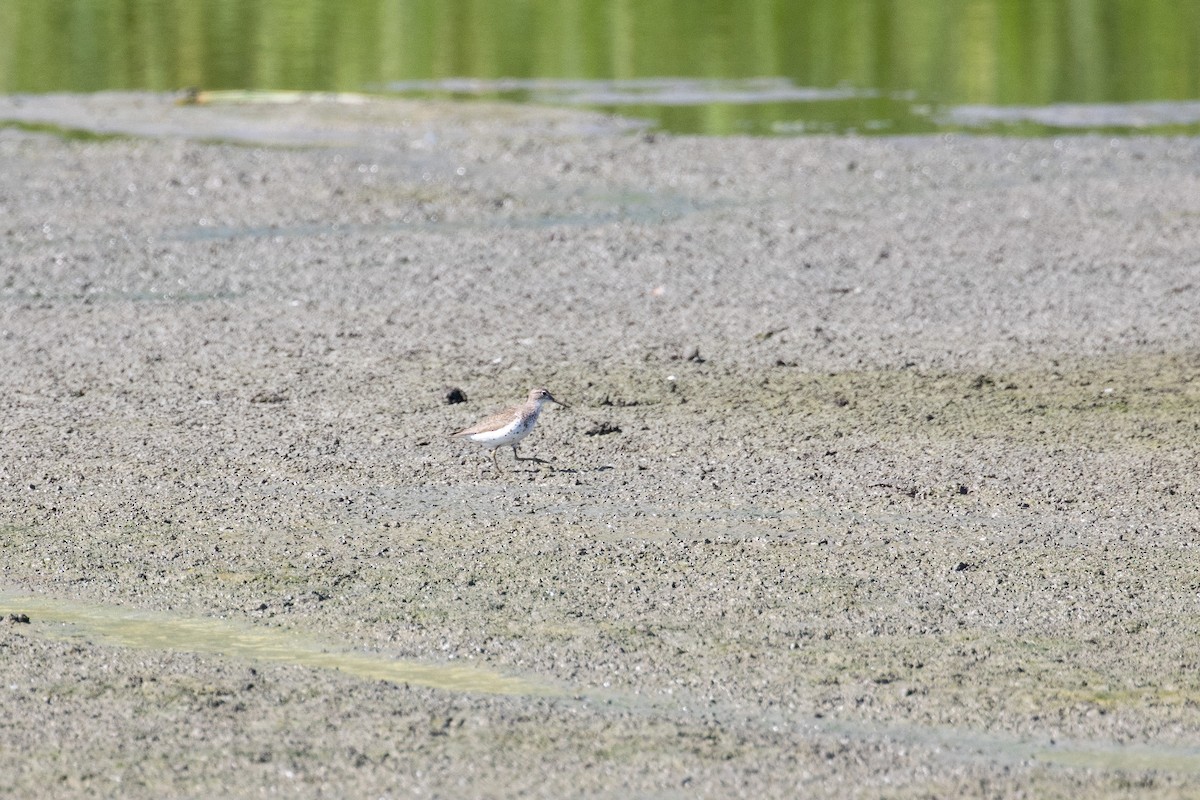 Spotted Sandpiper - ML598540751