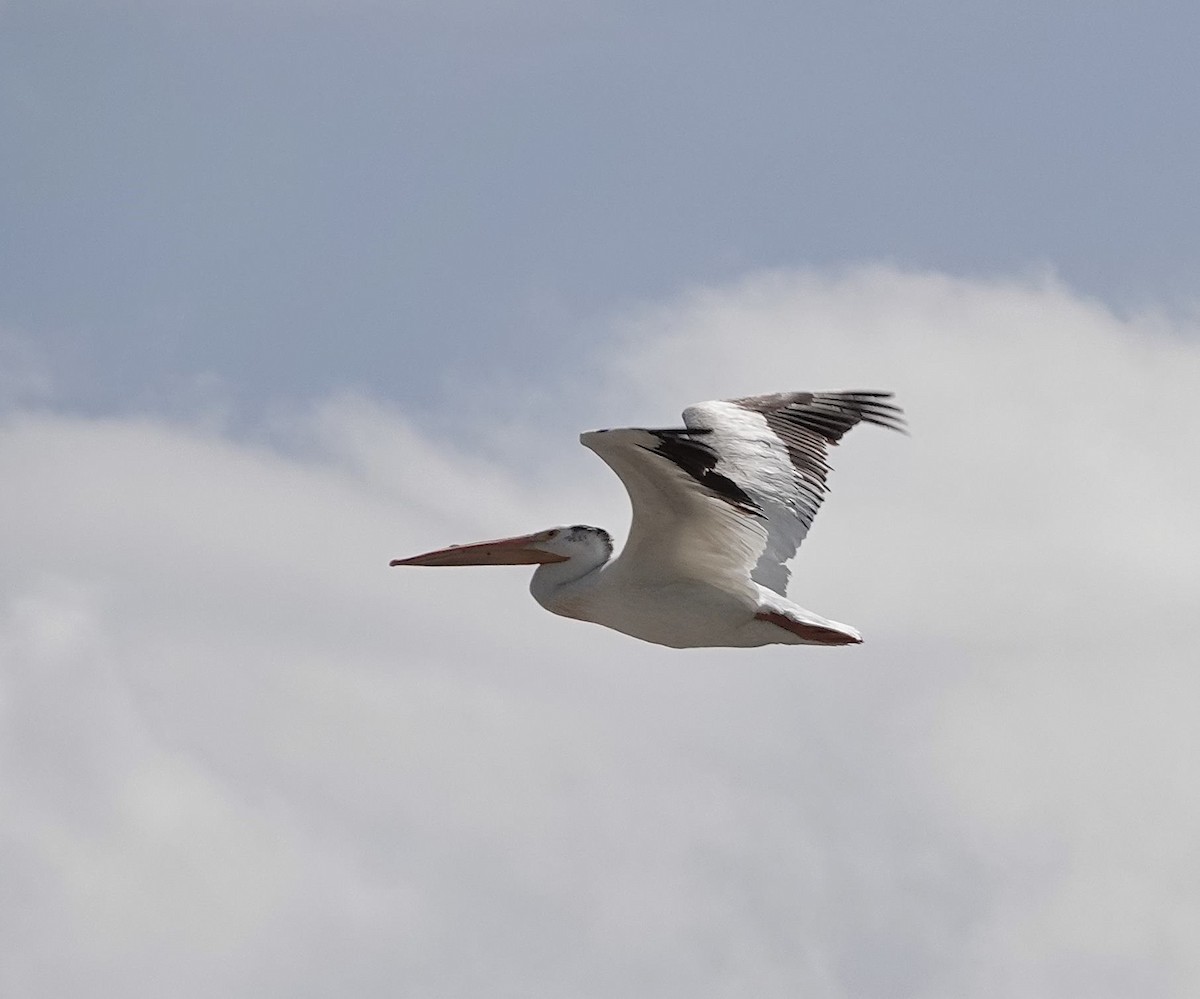 American White Pelican - ML598541131