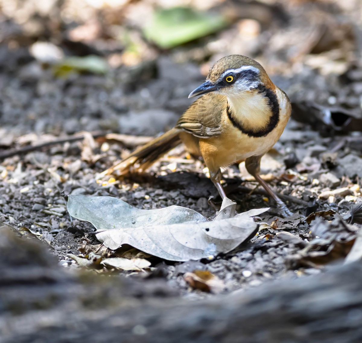 Lesser Necklaced Laughingthrush - ML598541341