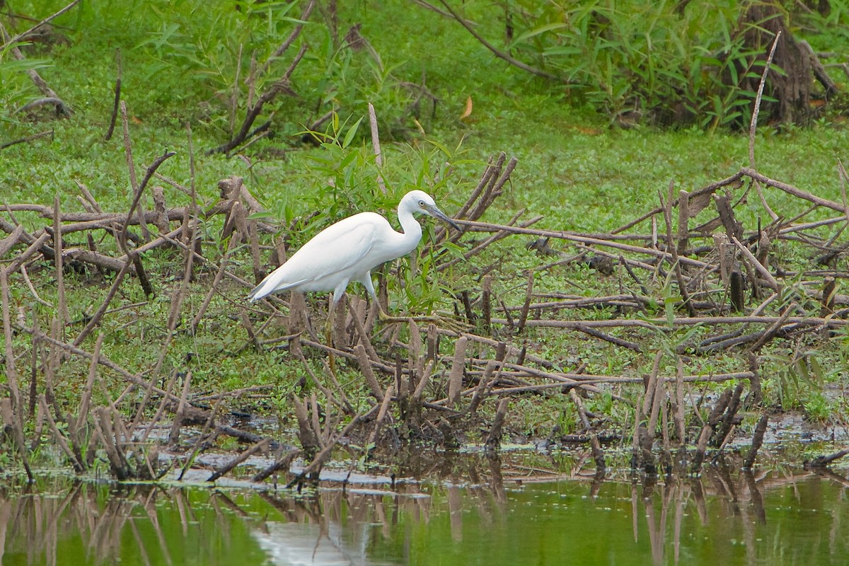 Little Blue Heron - ML598541371