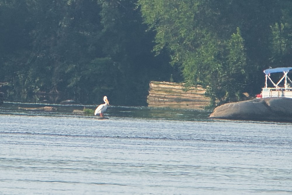 American White Pelican - ML598541731