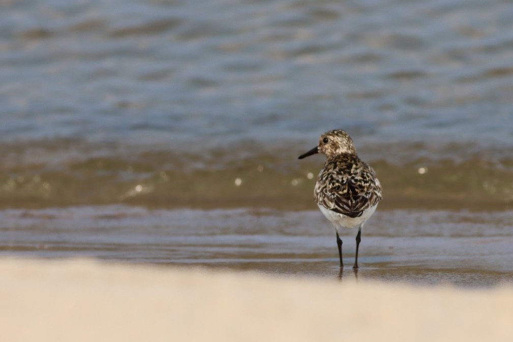 Sanderling - ML598541901