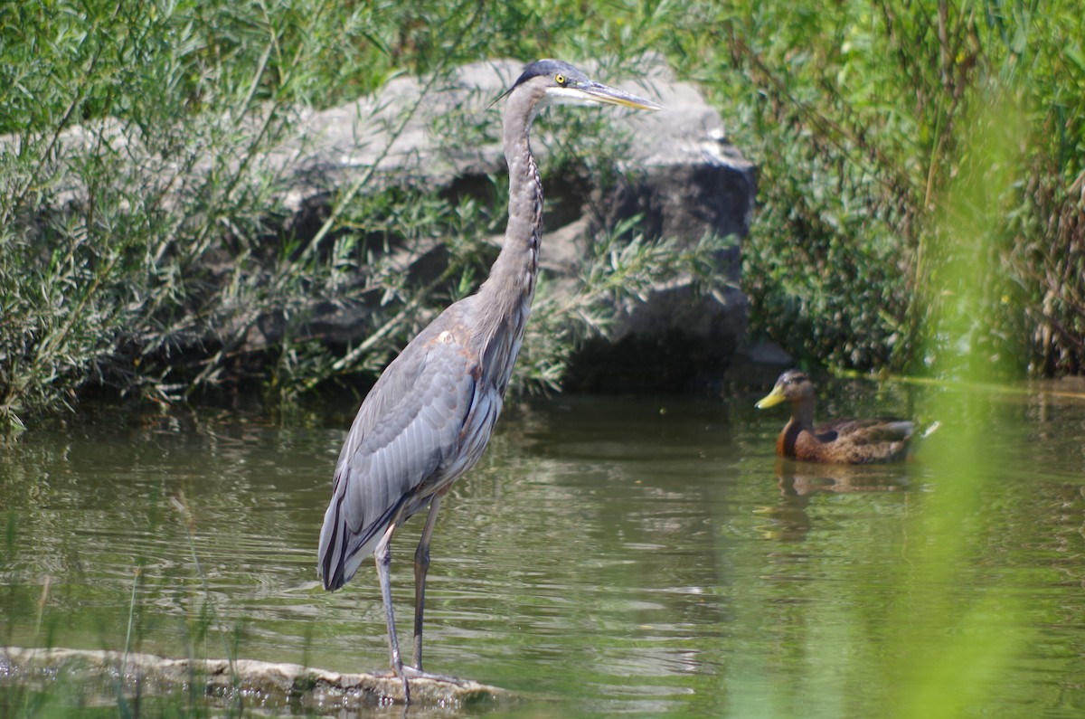 Great Blue Heron - ML598542021