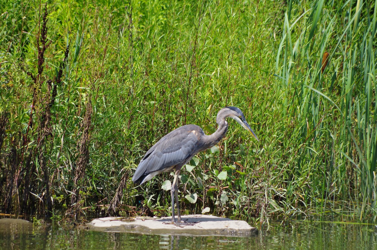 Great Blue Heron - ML598542201