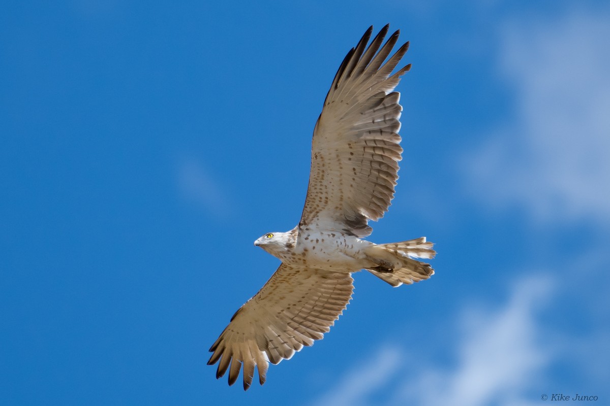 Short-toed Snake-Eagle - ML598542861