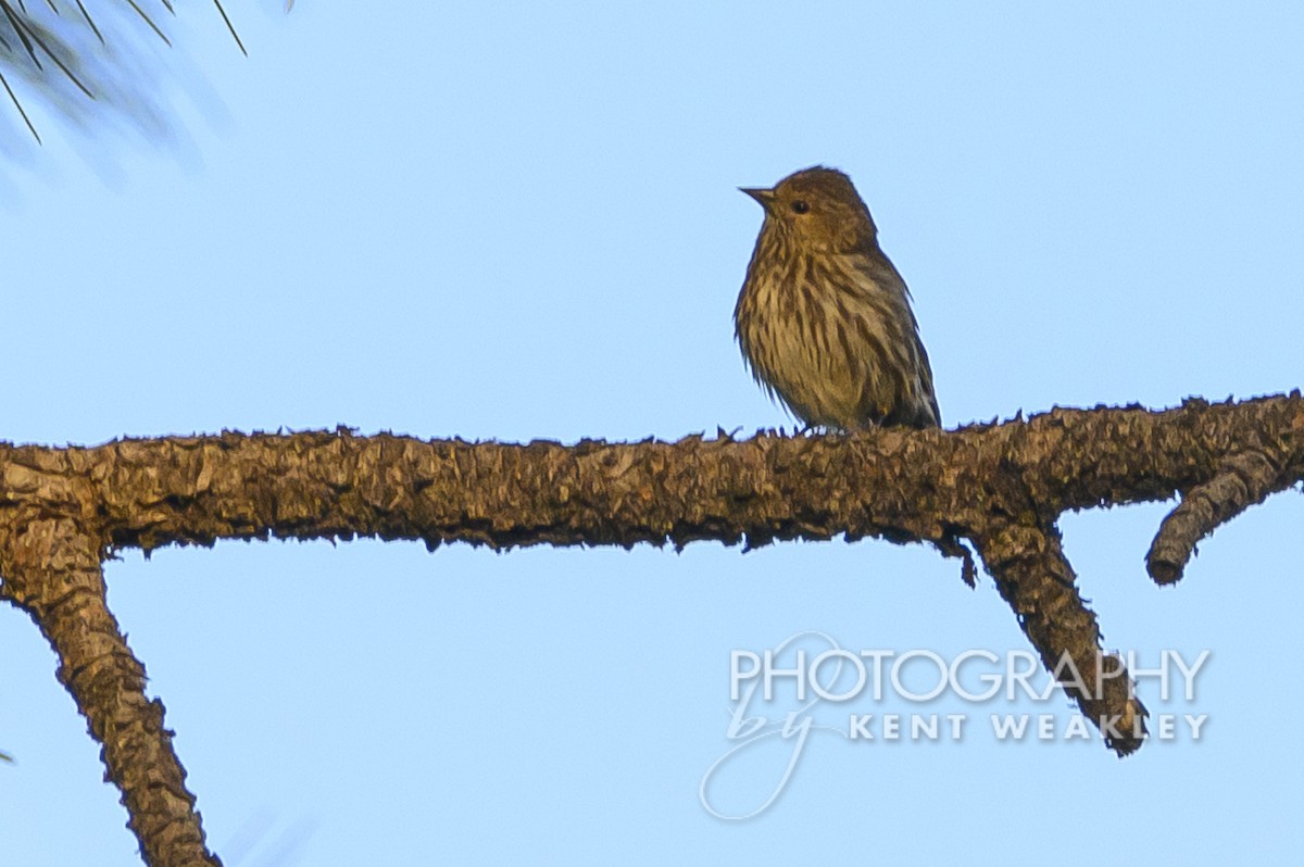 Pine Siskin - ML598545381