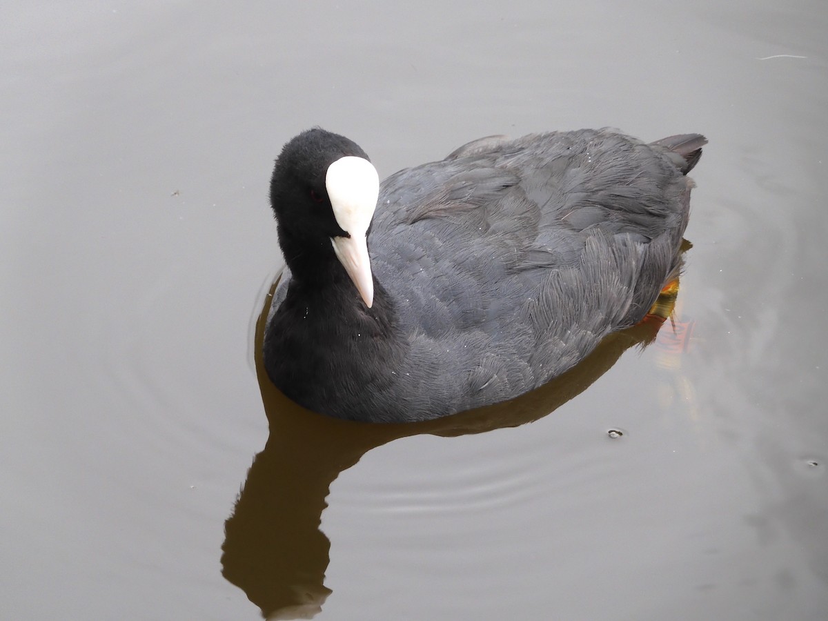 Eurasian Coot - ML598545421