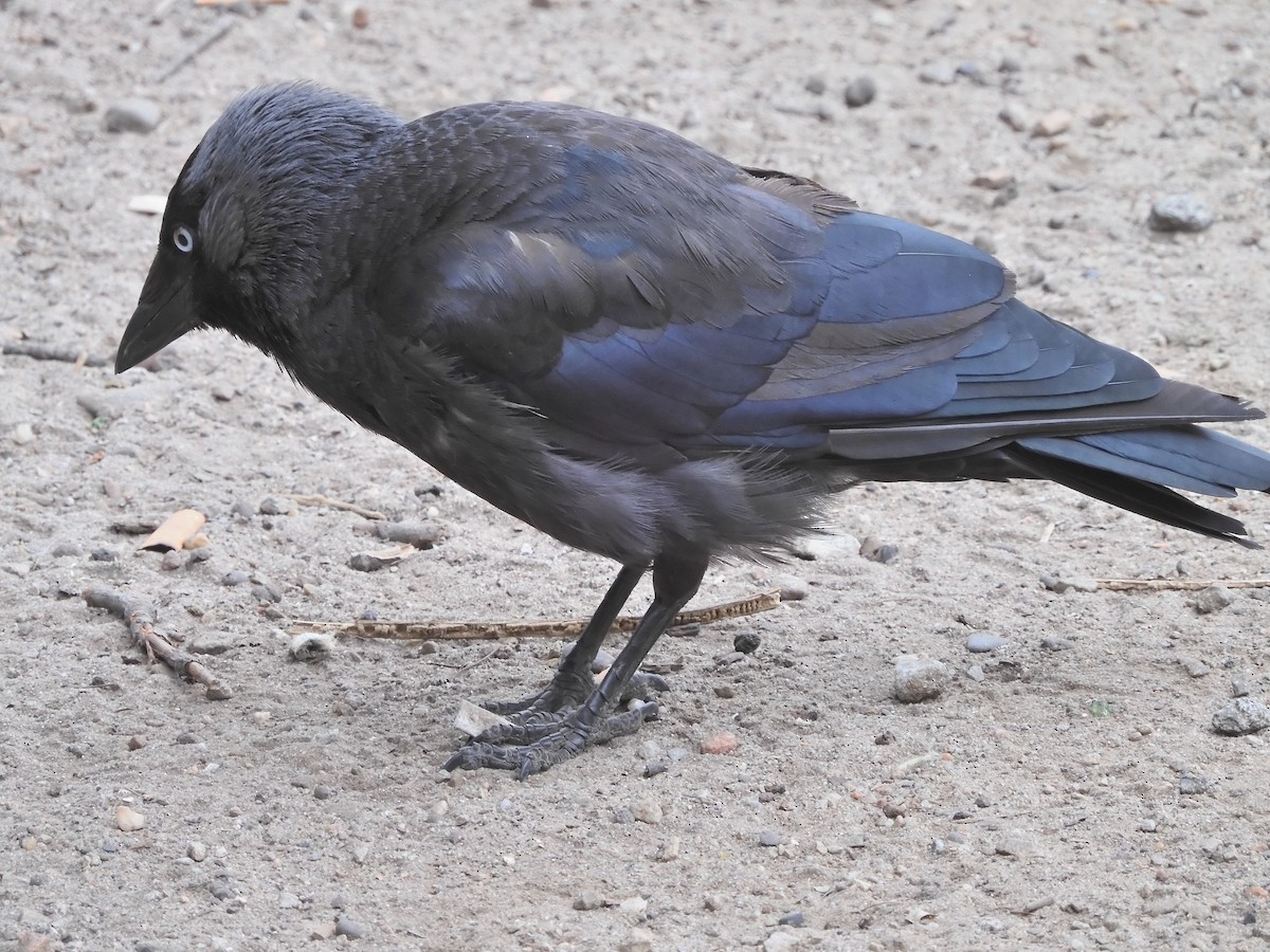 Eurasian Jackdaw - ML598546271