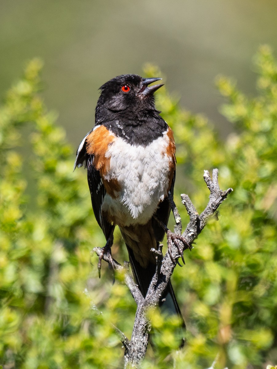 Spotted Towhee - ML598547401