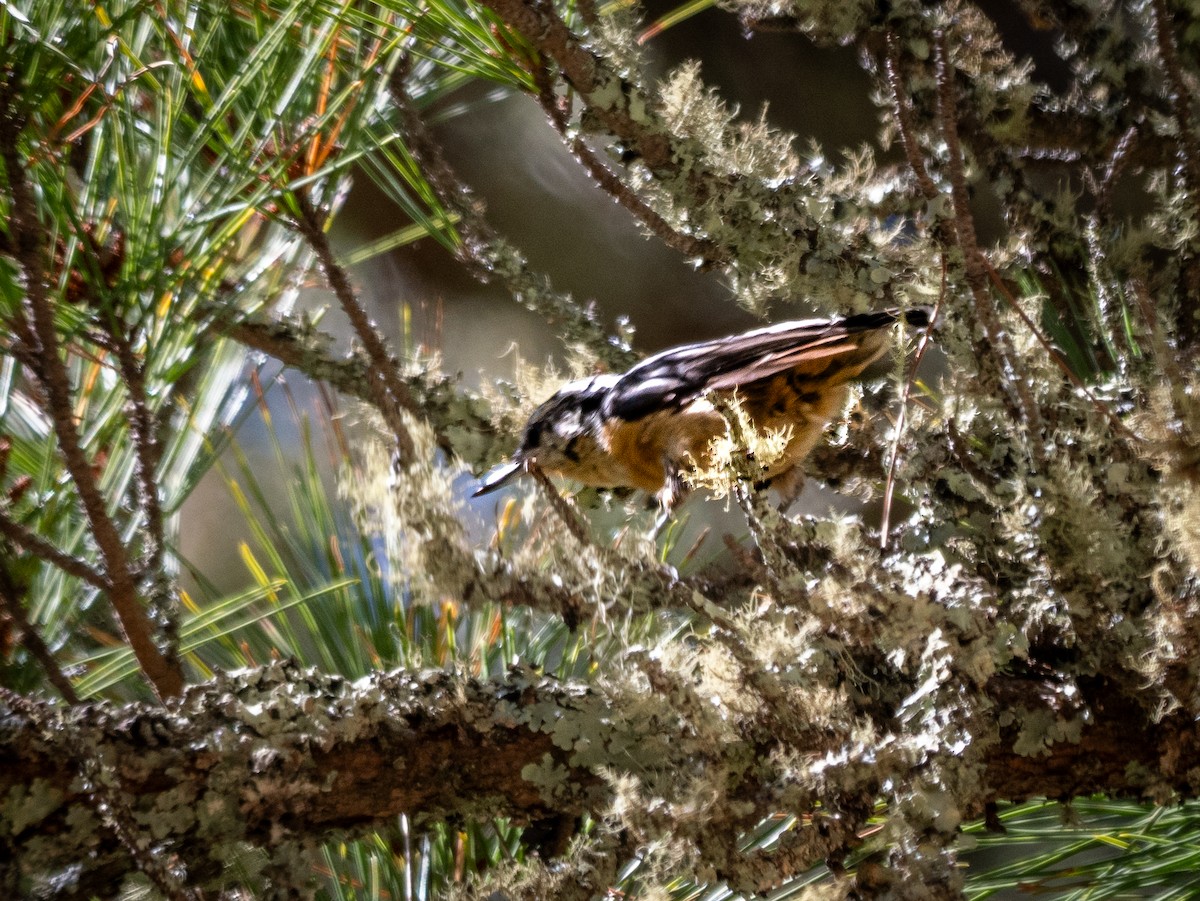 Red-breasted Nuthatch - ML598547511