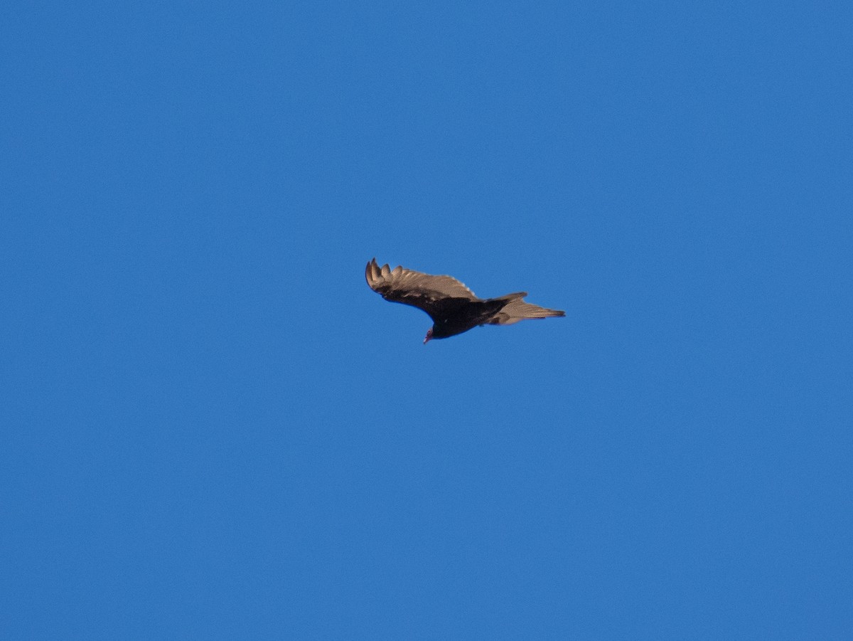 Turkey Vulture - ML598547601