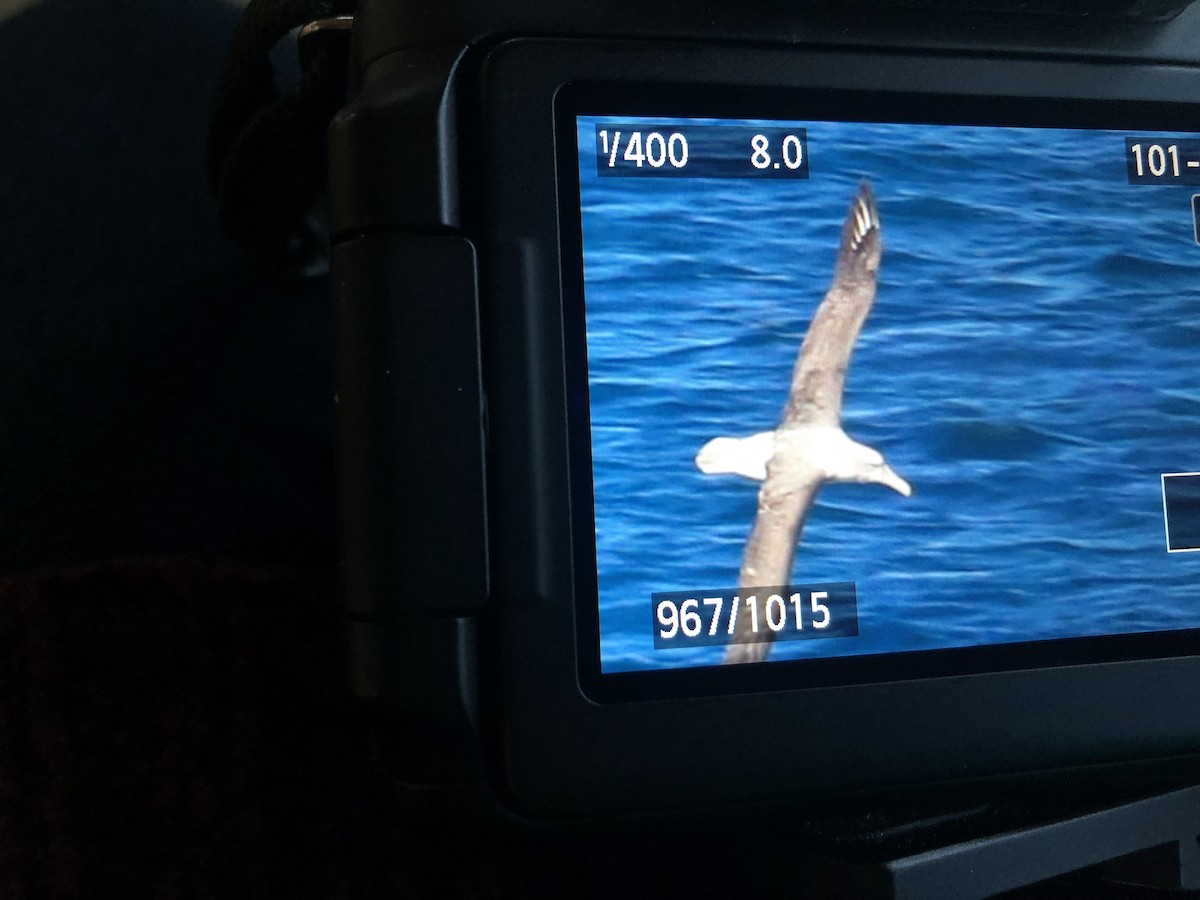 albatross sp. - ML598547691