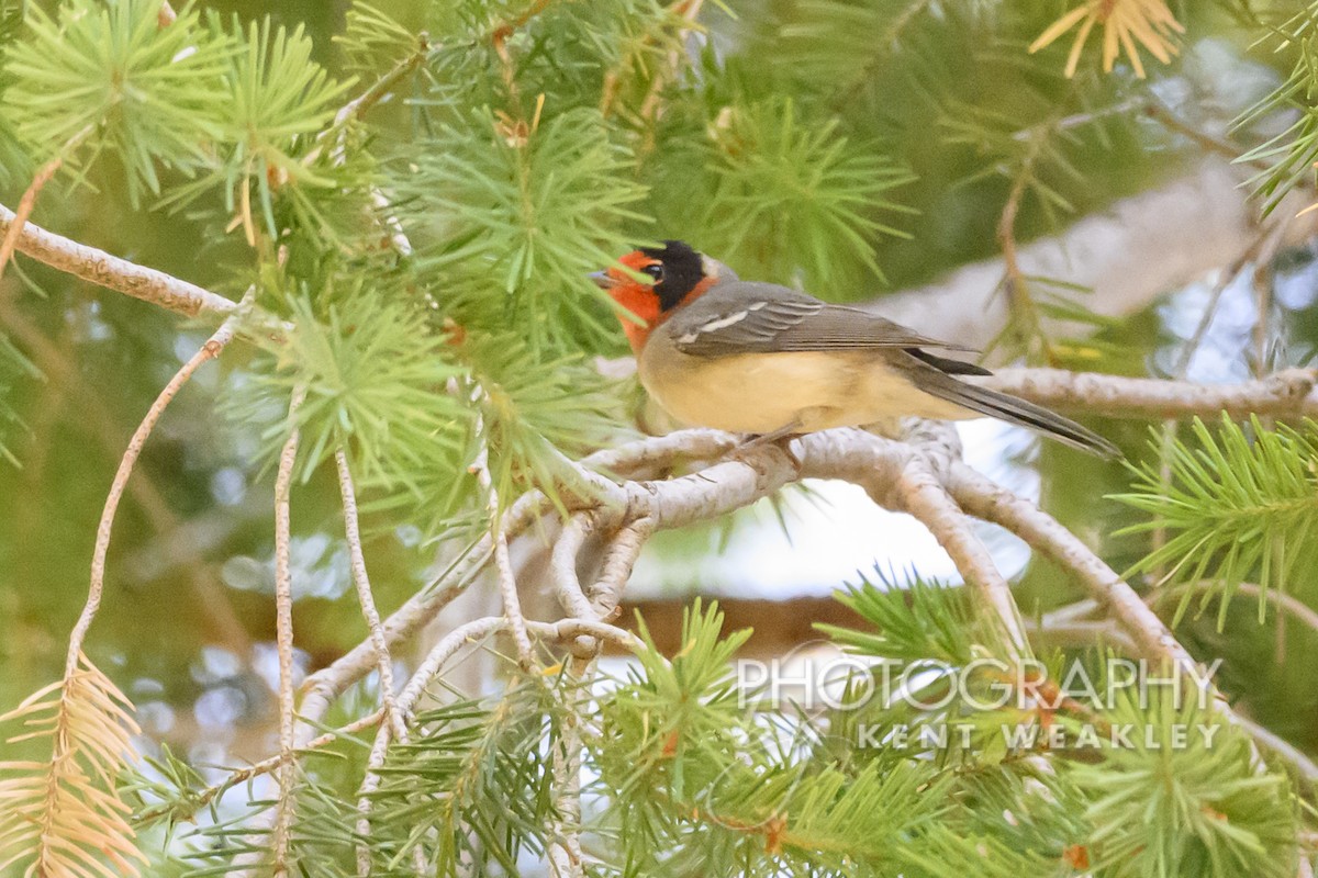 Red-faced Warbler - Kent Weakley