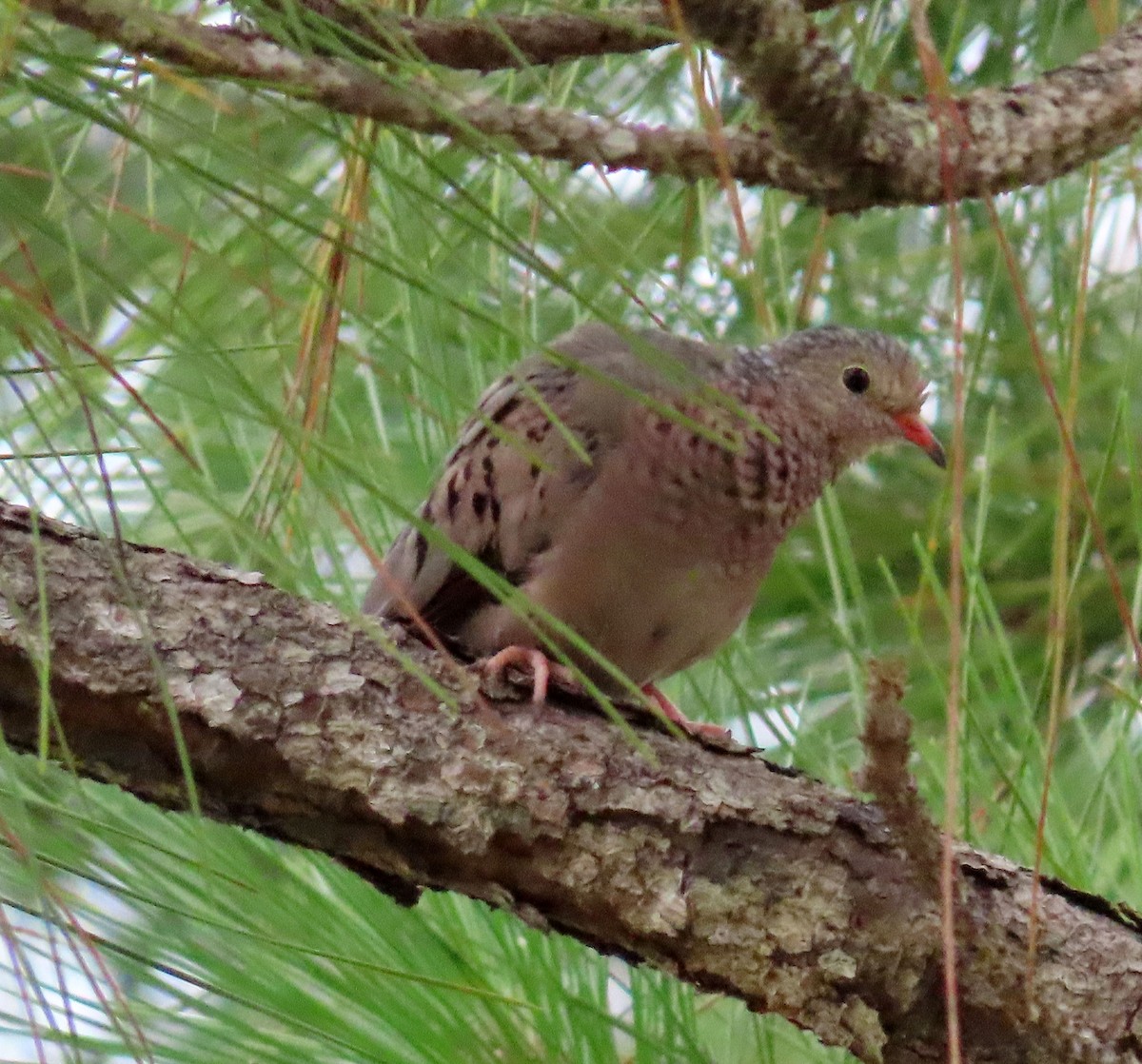 Mourning Dove - ML598548611