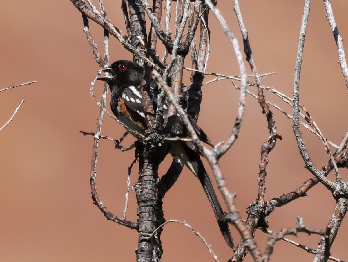 Spotted Towhee - ML598549021