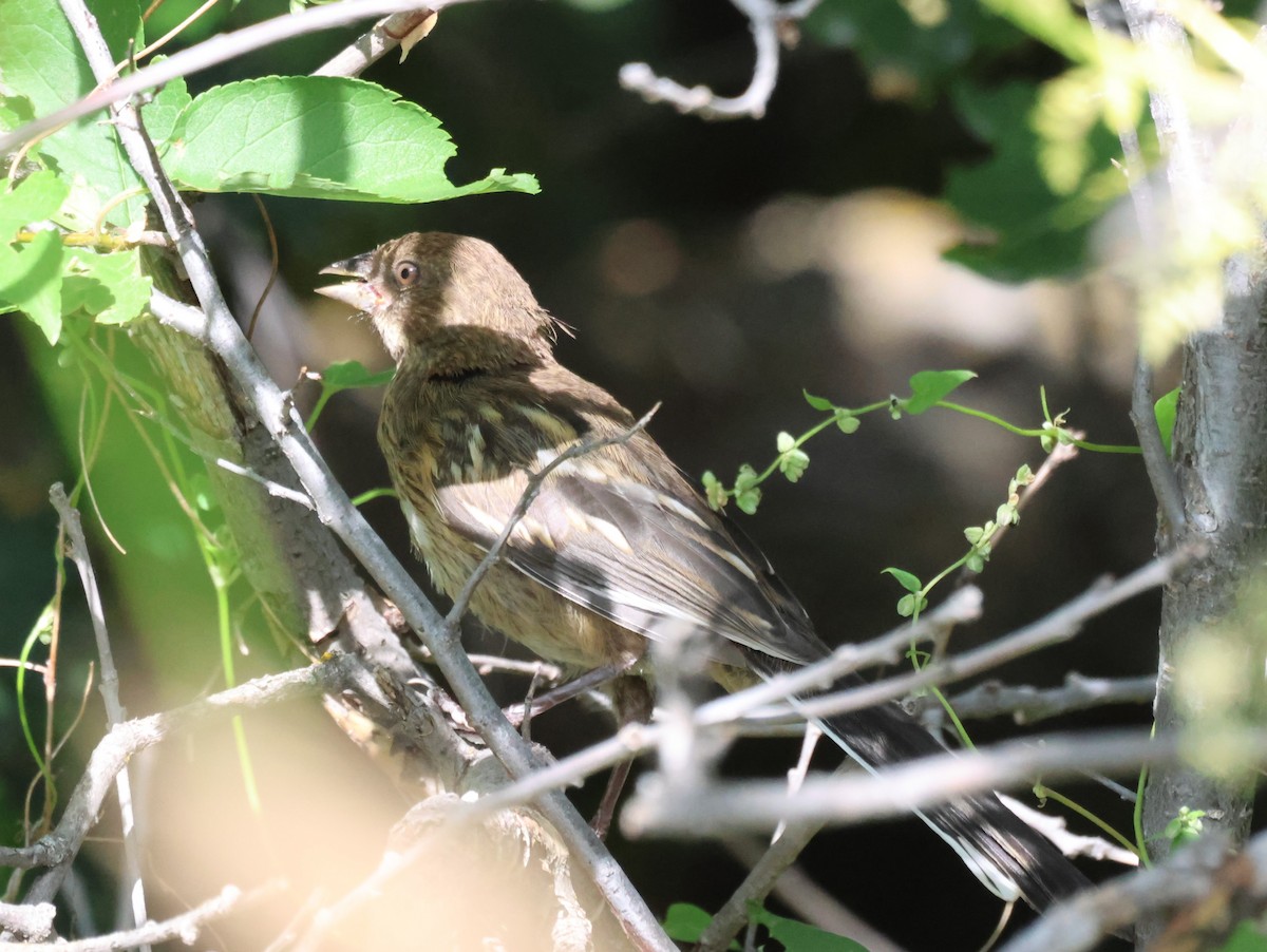 Spotted Towhee - ML598549031