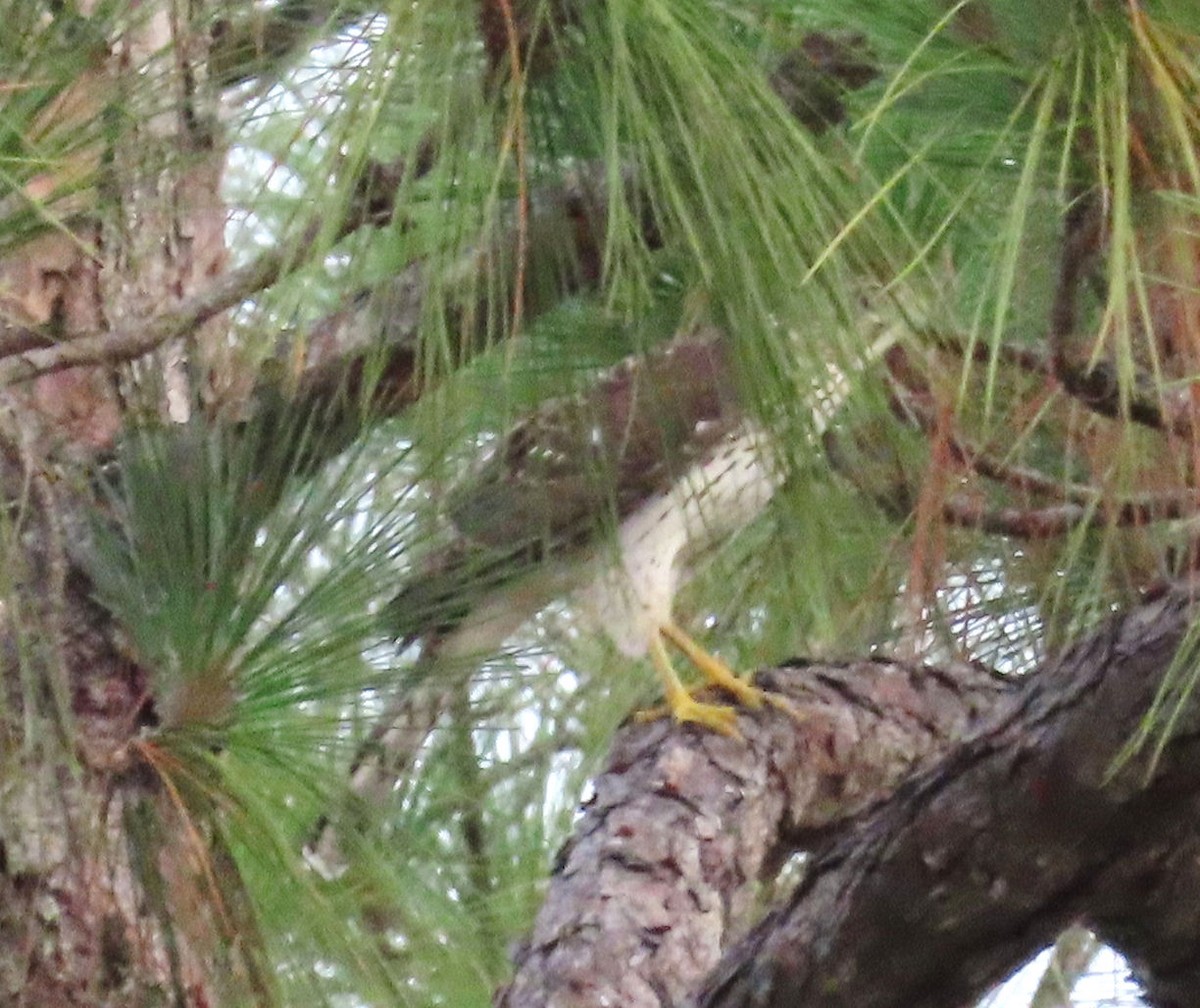 Cooper's Hawk - ML598549111