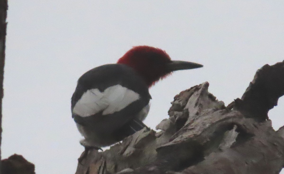 Red-headed Woodpecker - ML598549261