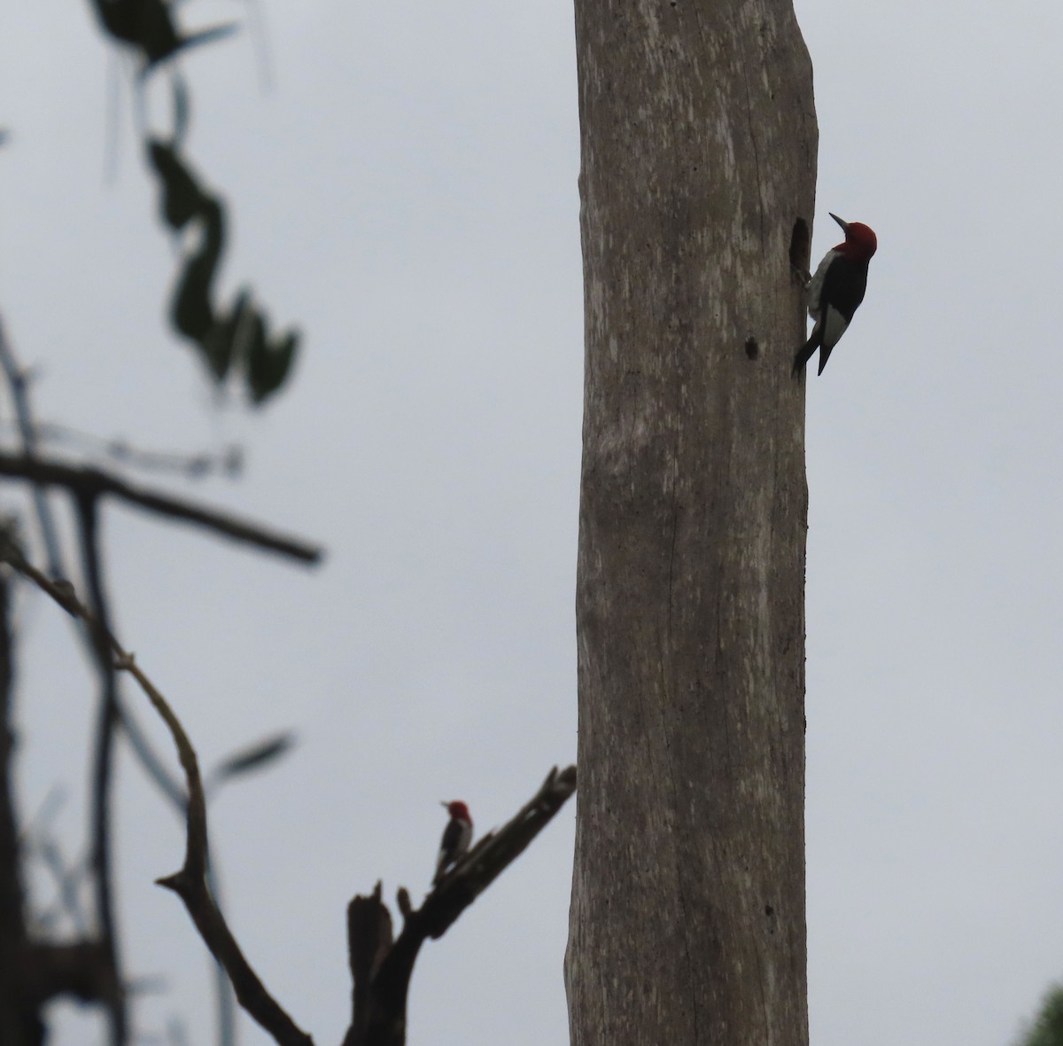 Red-headed Woodpecker - ML598549331