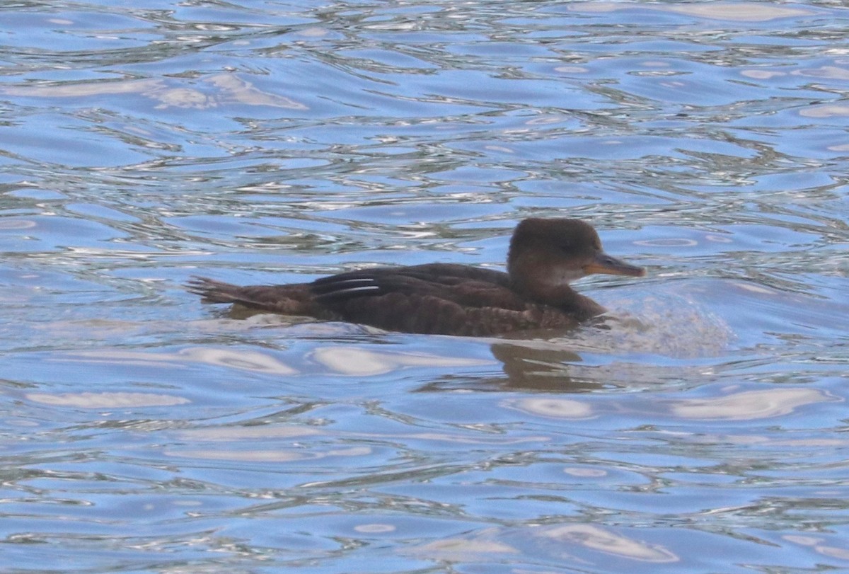 Hooded Merganser - ML598550141