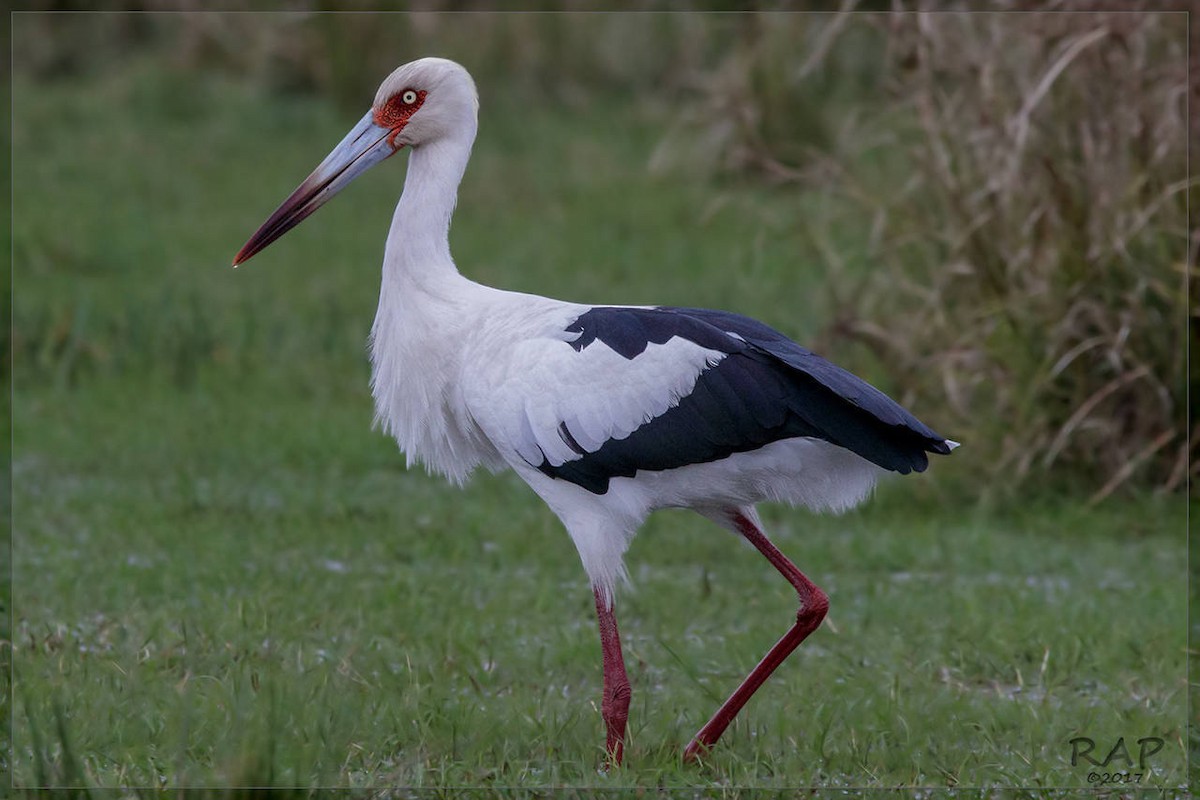 Maguari Stork - Ricardo A.  Palonsky