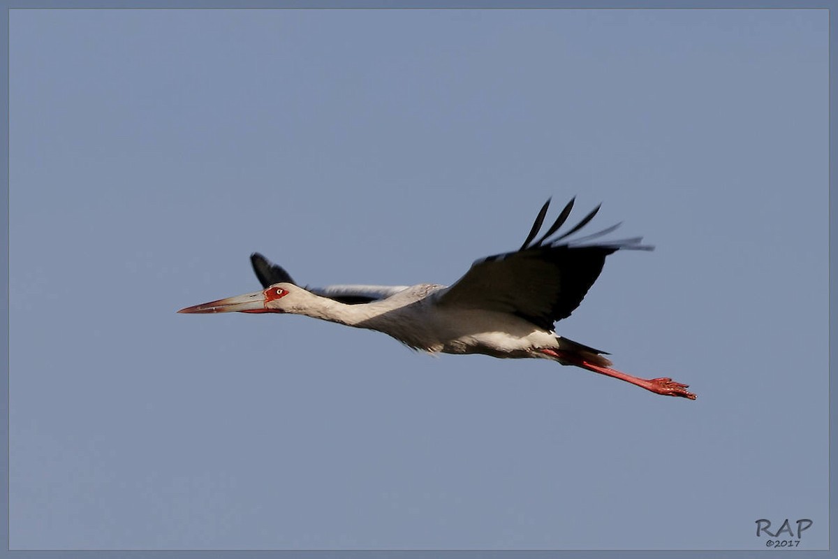 Maguari Stork - Ricardo A.  Palonsky