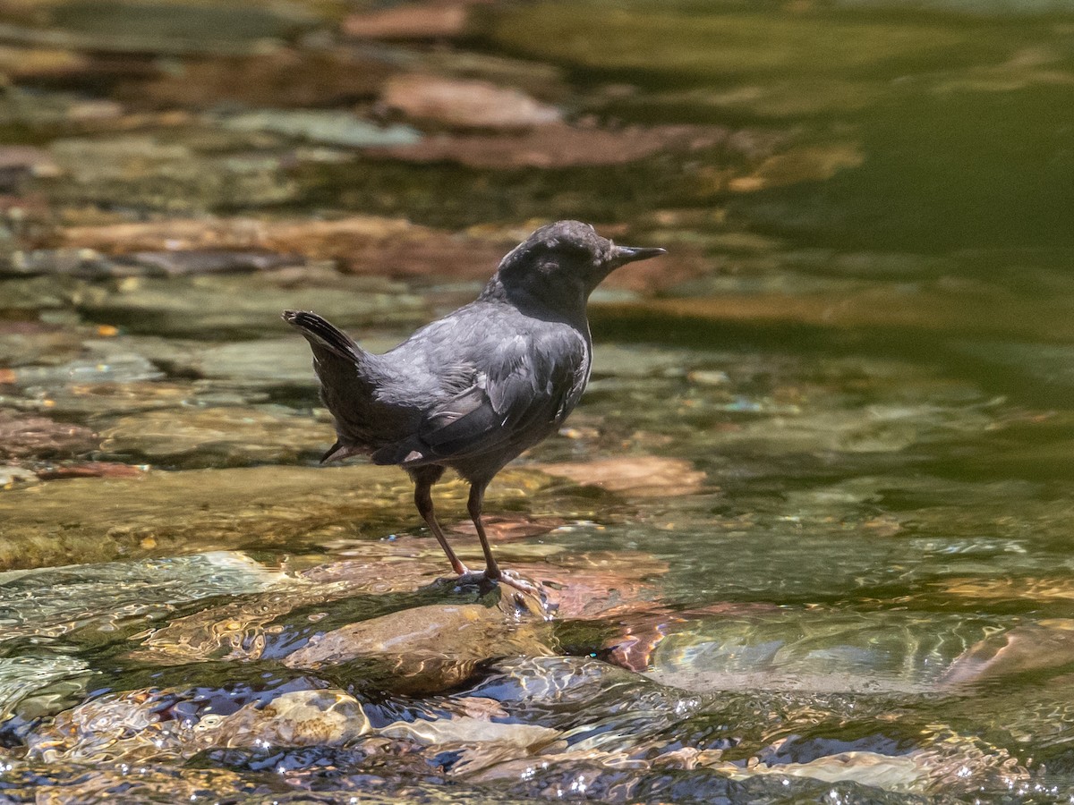 American Dipper - ML598551941