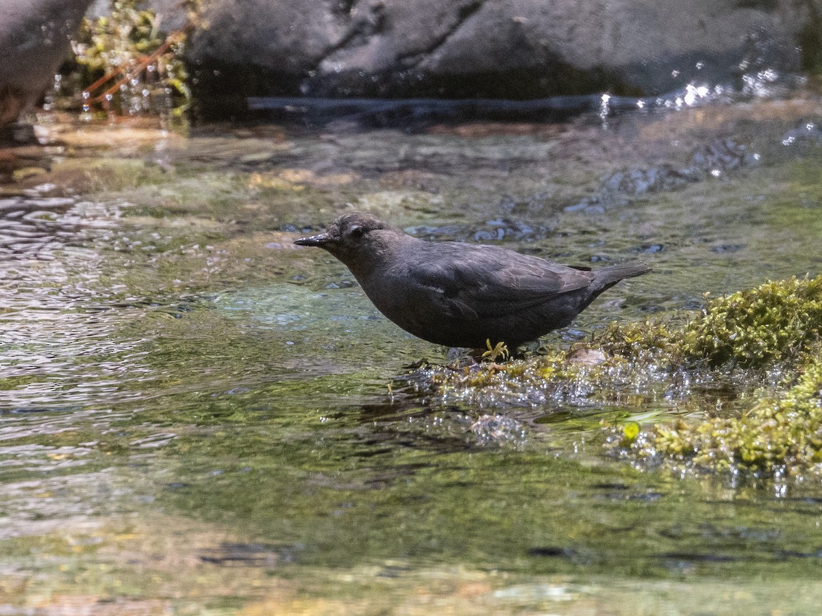 American Dipper - ML598551951