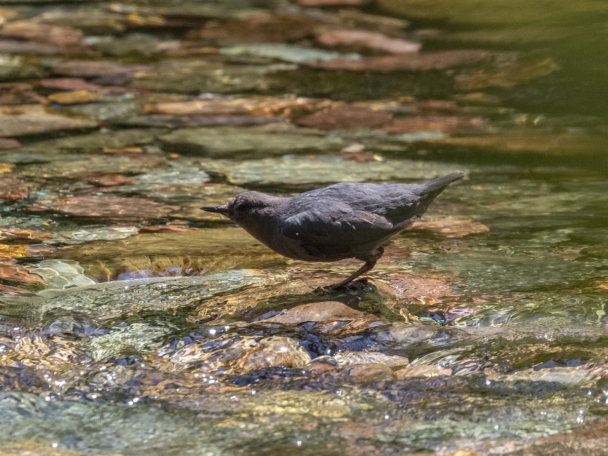 Grauwasseramsel - ML598551981