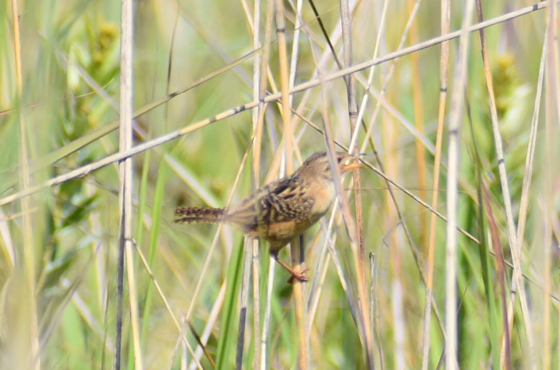 Sedge Wren - ML598552161