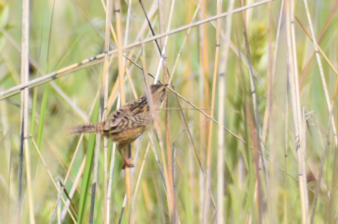 Sedge Wren - ML598552171