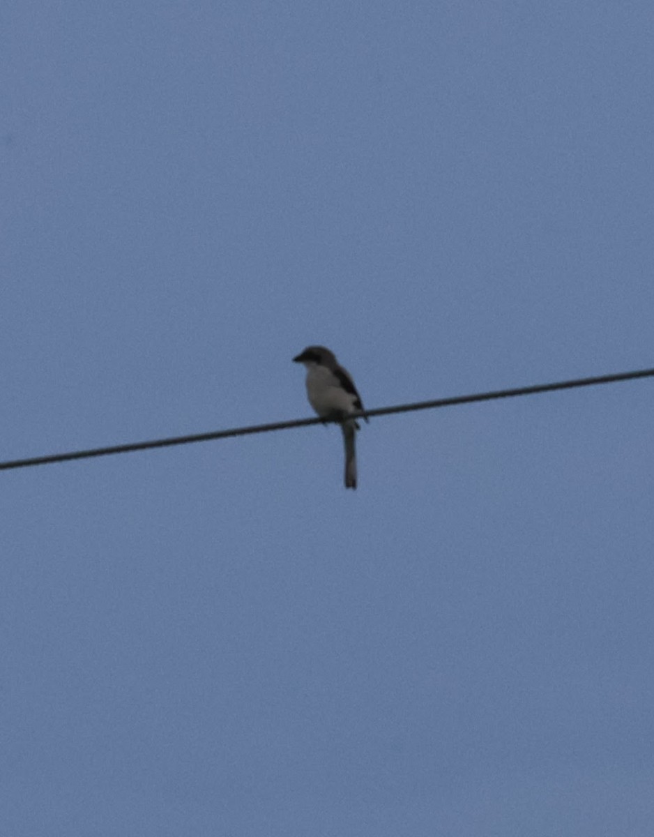 Loggerhead Shrike - ML598552481