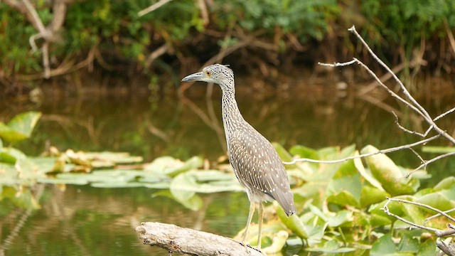 Yellow-crowned Night Heron - ML598553111