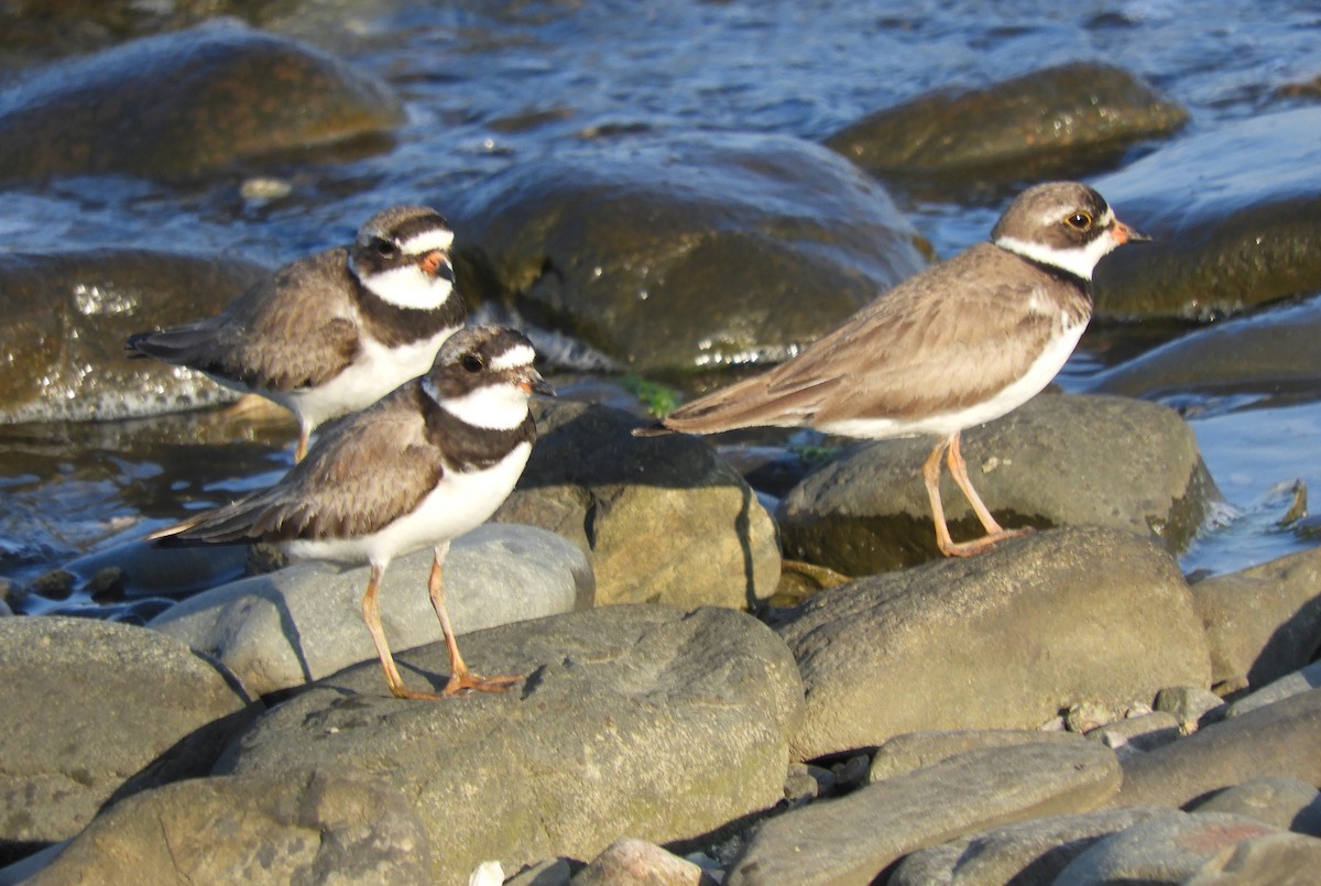 Semipalmated Plover - ML598553911