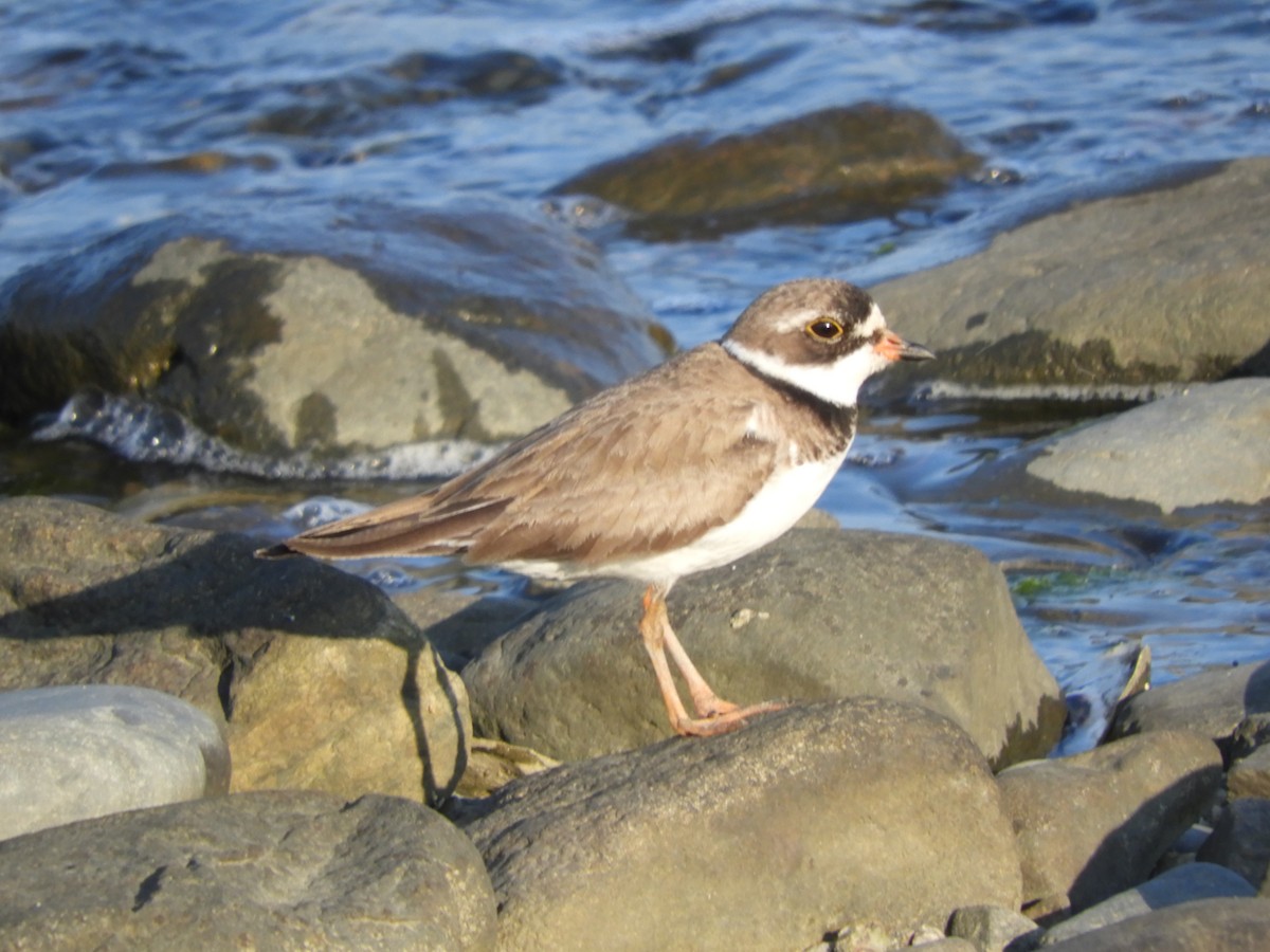 Semipalmated Plover - ML598553921