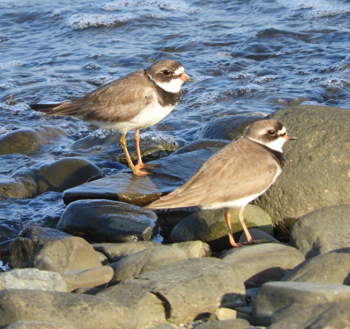 Semipalmated Plover - ML598553991