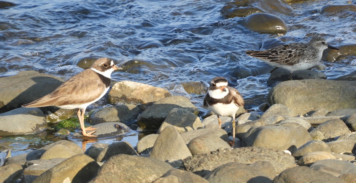 Semipalmated Plover - ML598554191