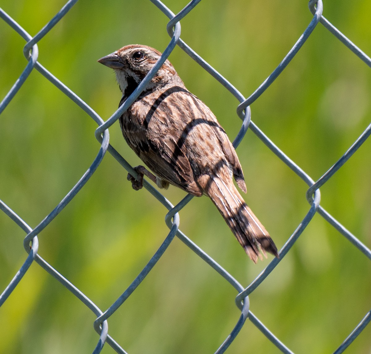 Song Sparrow - ML598554631