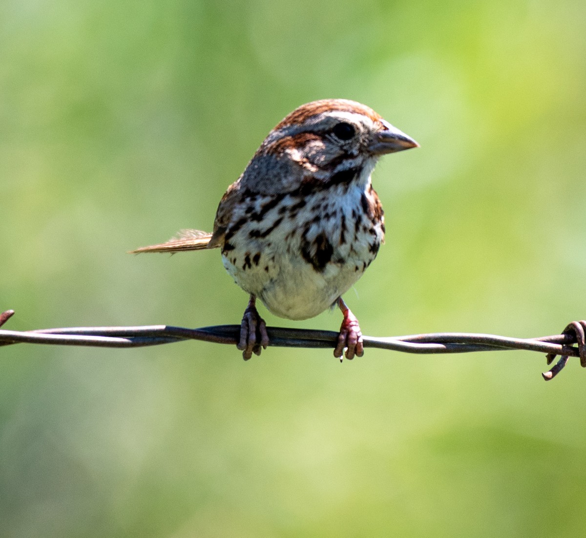 Song Sparrow - ML598554641