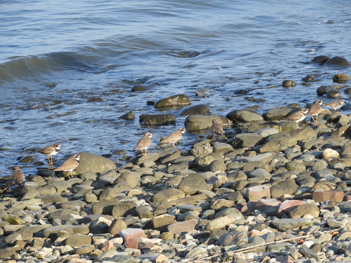 Semipalmated Plover - ML598555011