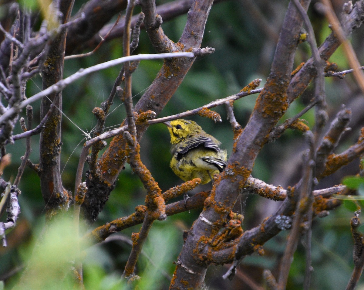 Prairie Warbler - Austin Young