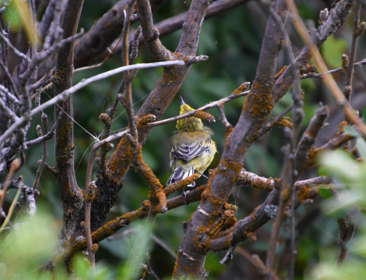 Prairie Warbler - ML598555131