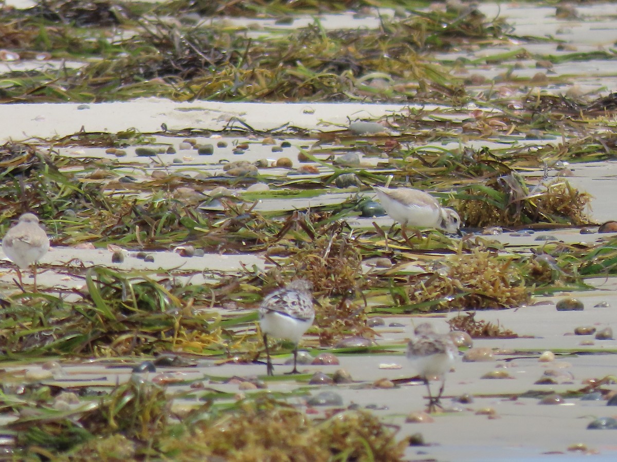 Piping Plover - ML598556121