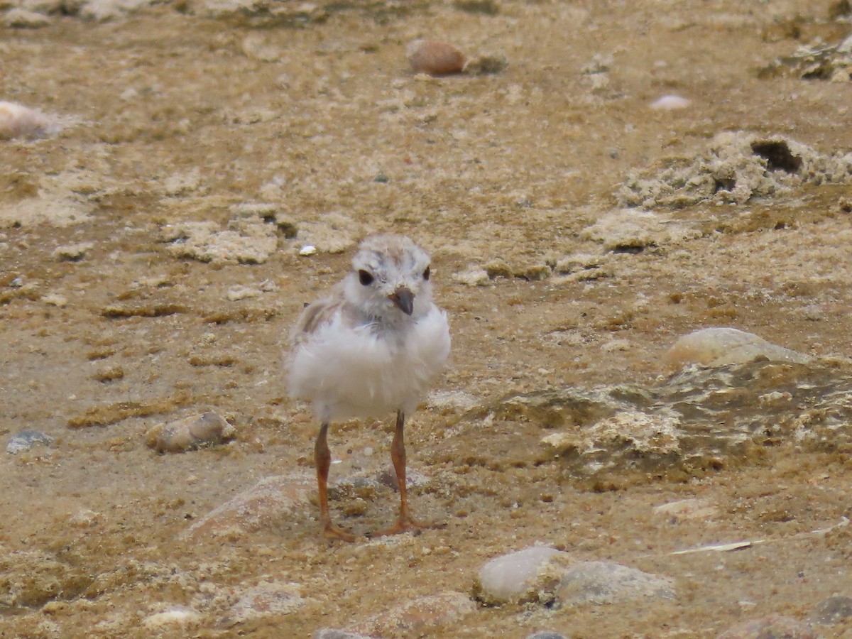 Piping Plover - ML598556131