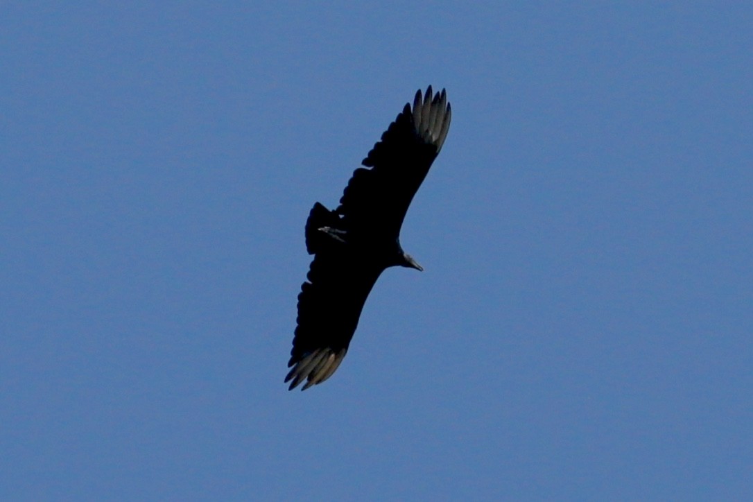 Black Vulture - ML598556621
