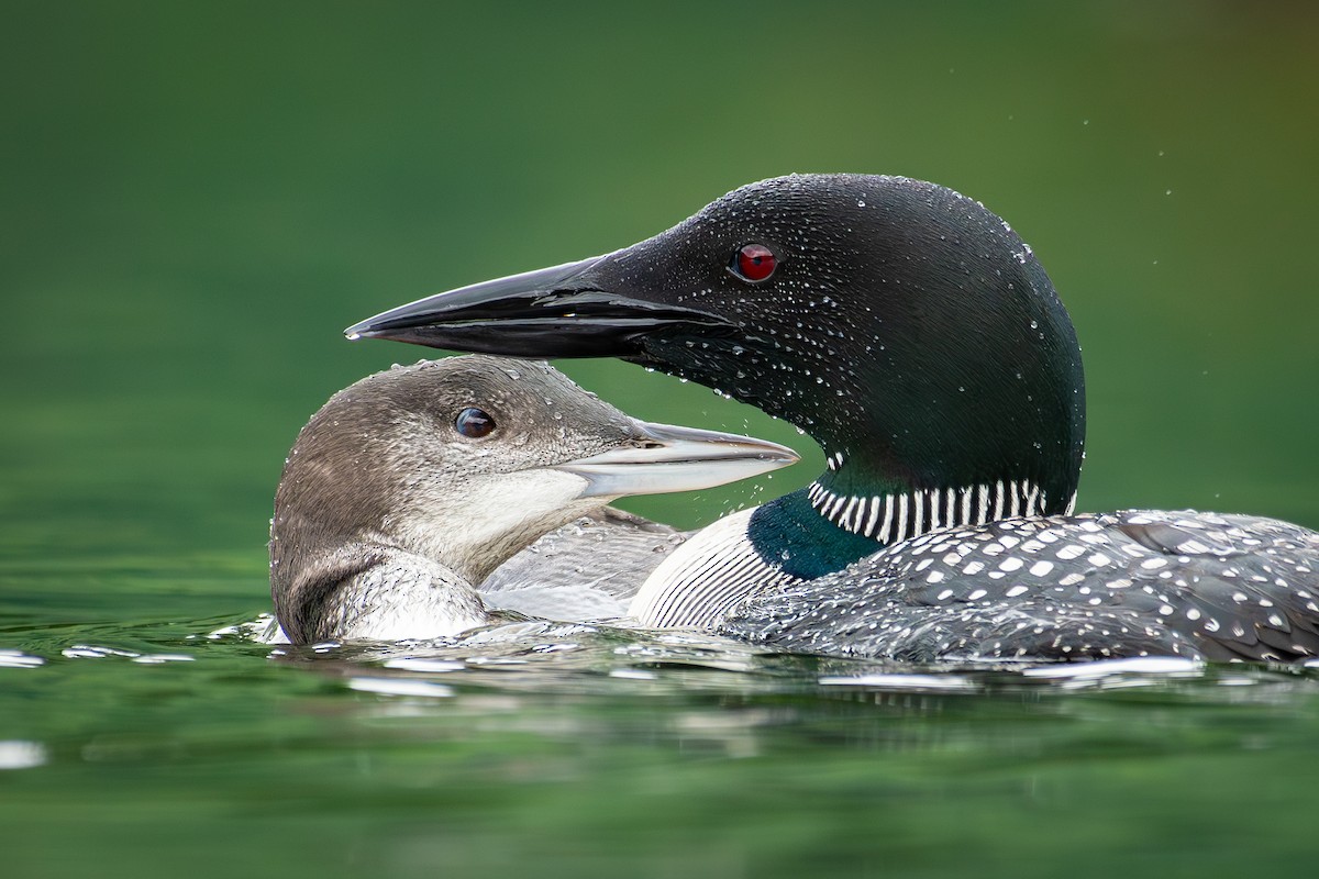 Common Loon - ML598557551