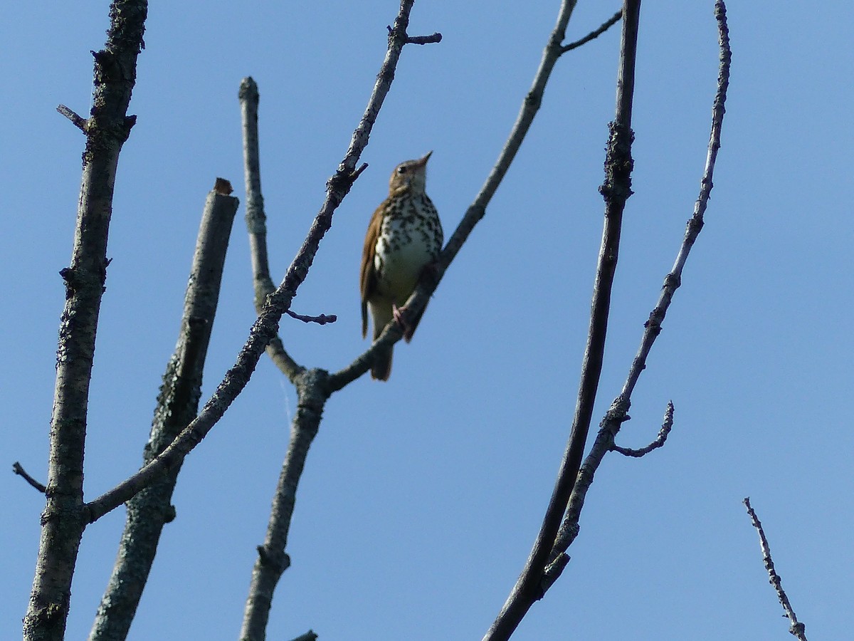 Wood Thrush - ML59856011