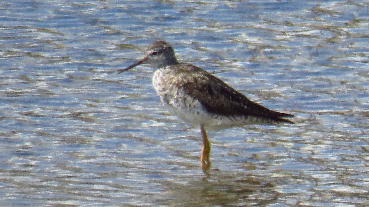 Lesser Yellowlegs - ML598560311