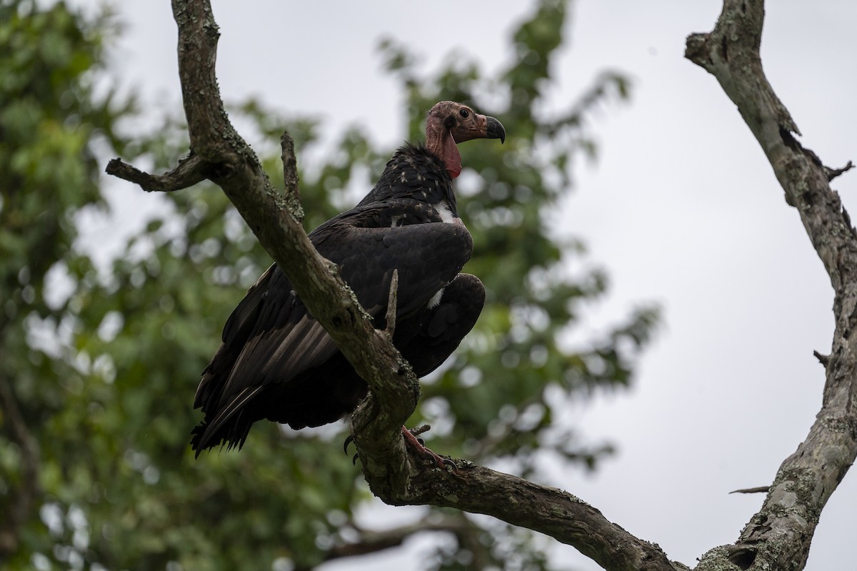 Red-headed Vulture - Pranav Pula