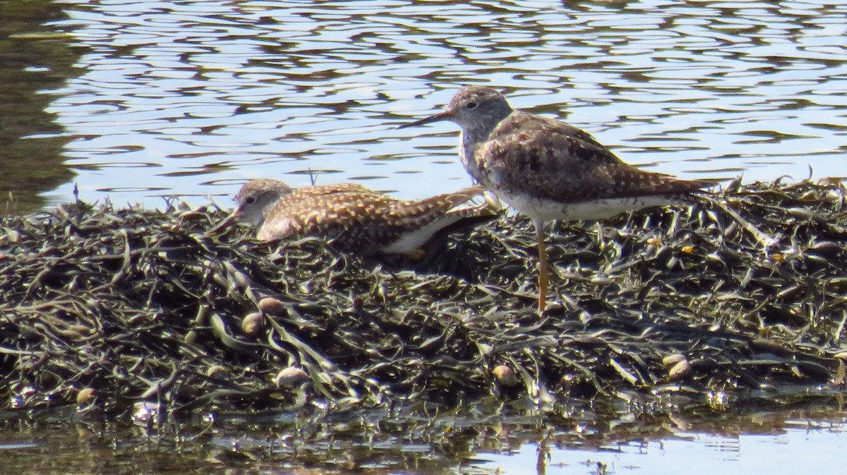 Lesser Yellowlegs - ML598560581